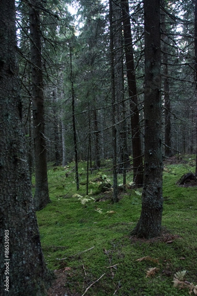 Fototapeta Old forest