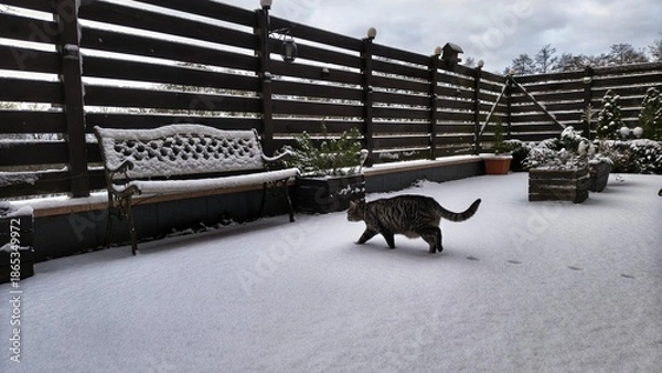 Obraz Kot na śniegu 