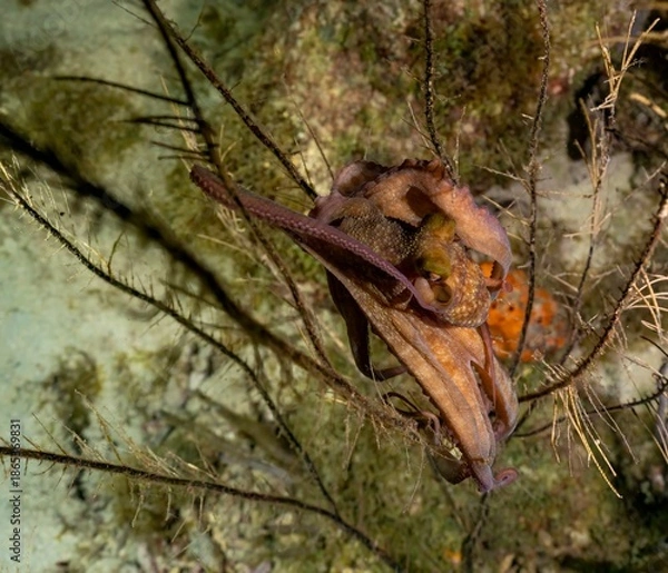 Obraz CARIBBEAN REEF OCTOPUS (Octopus briareus)
