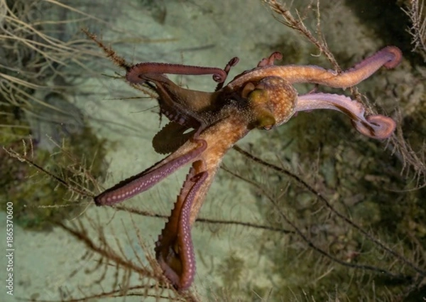 Obraz CARIBBEAN REEF OCTOPUS (Octopus briareus)