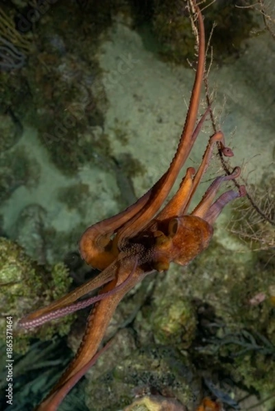 Obraz CARIBBEAN REEF OCTOPUS (Octopus briareus)