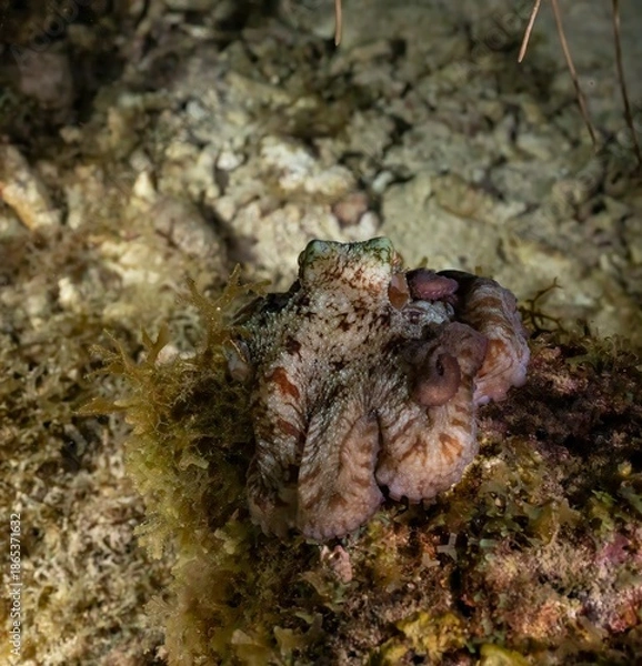 Obraz CARIBBEAN REEF OCTOPUS (Octopus briareus)