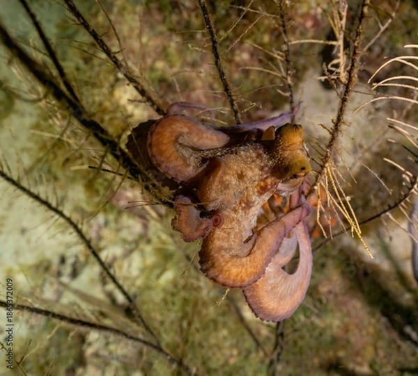 Obraz CARIBBEAN REEF OCTOPUS (Octopus briareus)