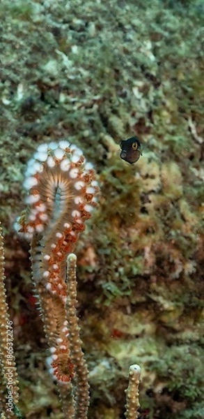 Obraz Fireworm and Sharpnose Puffer