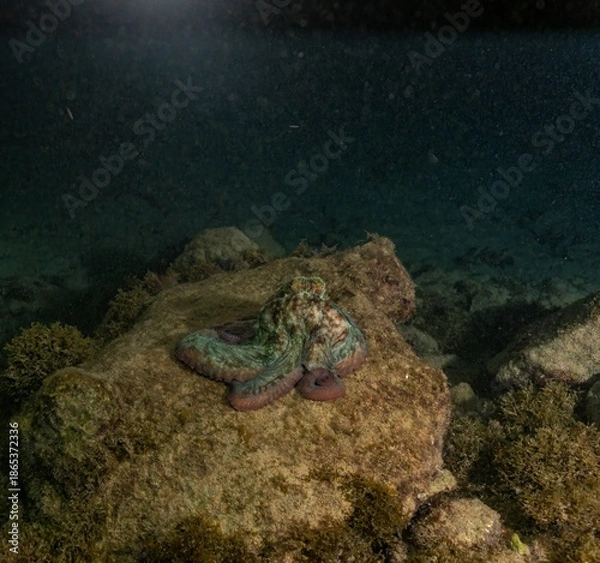 Obraz CARIBBEAN REEF OCTOPUS (Octopus briareus)