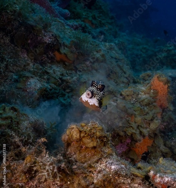 Obraz SMOOTH TRUNKFISH (Lactophrys triqueter)