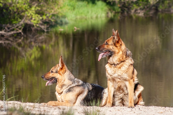 Obraz Two German Shepherds