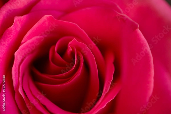 Obraz beautiful floral pattern with red rose