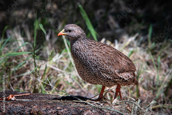 Obraz Natal Spurfowl