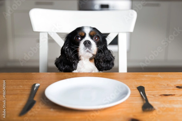 Obraz Dog by the table