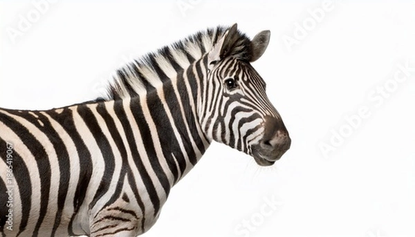 Obraz Burchells Zebra On A White Background