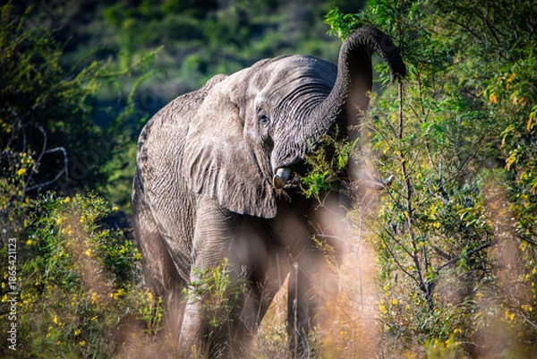 Obraz Hungry Elephant