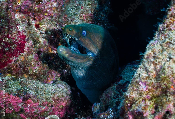 Obraz Moray eel at Isla San Benedicto