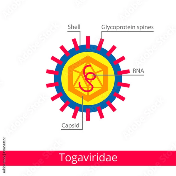 Fototapeta Togaviridae. Classification of viruses.