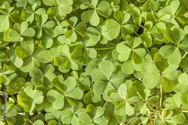 Fototapeta Viele Blätter des Horn-Sauerklee