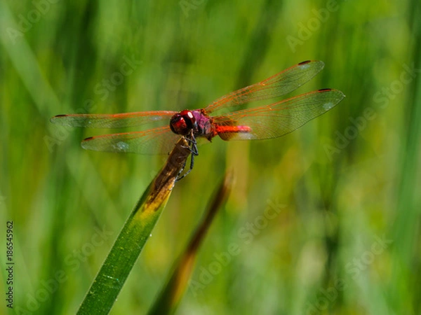 Obraz Green Dragonfly in Wadi