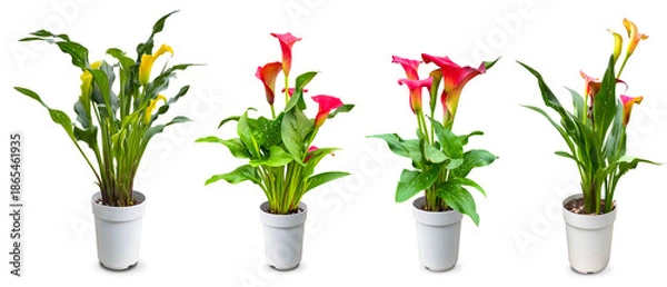 Obraz カラーの花の鉢植え切抜き