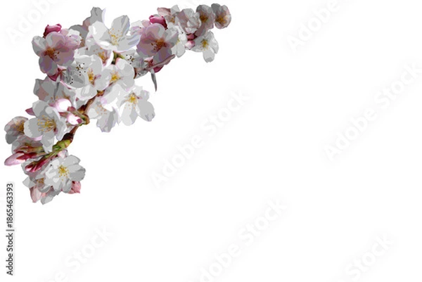 Obraz Cherry blossom frame illustration