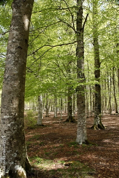Obraz Beech forest in spring