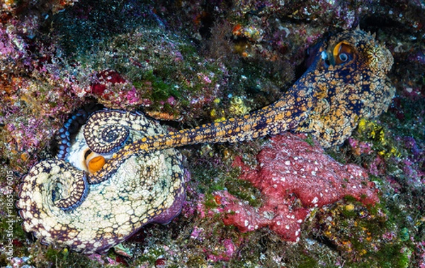 Obraz Octopus mating at Revillagigedo