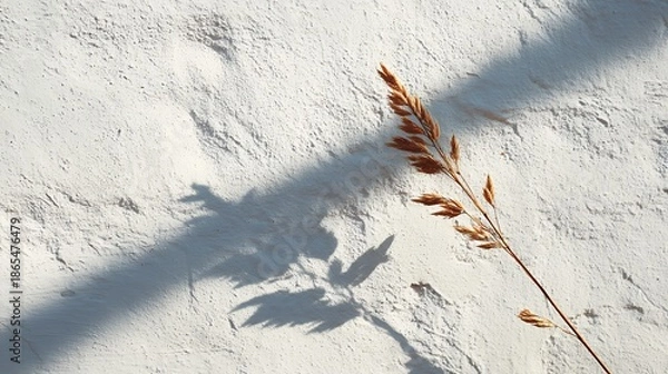 Obraz Dry grass stalk casting shadow on textured white surface