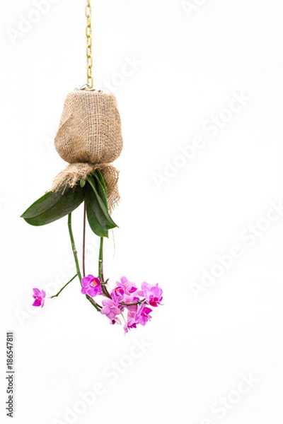 Obraz orchid in the garden