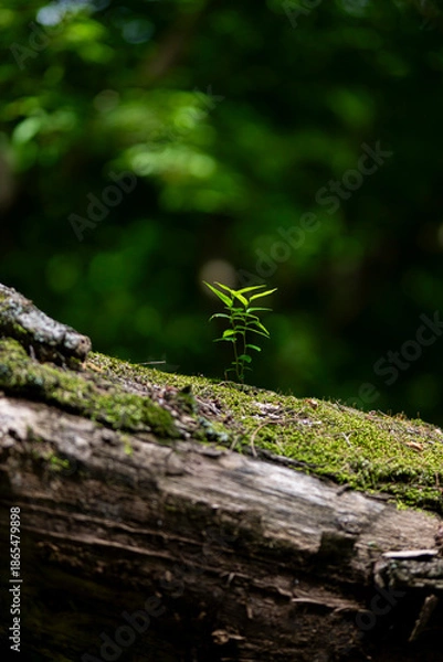 Obraz 再生する森