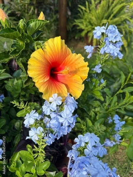 Obraz bela flor desabrochada 