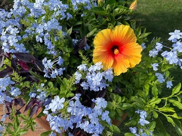 Obraz bela flor desabrochada 