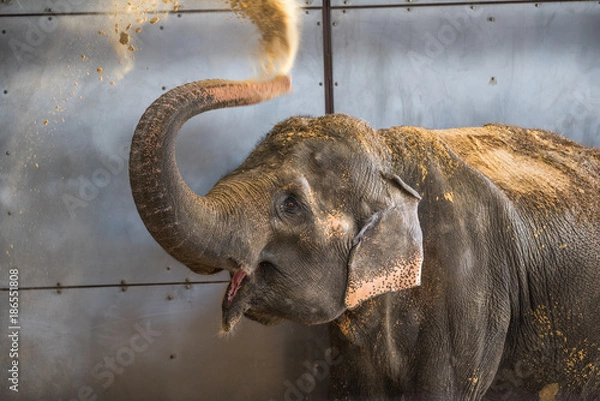 Obraz Happy Elephant