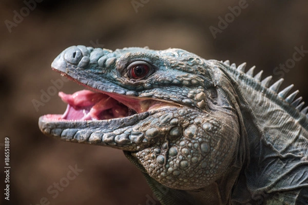 Obraz Green Iguana