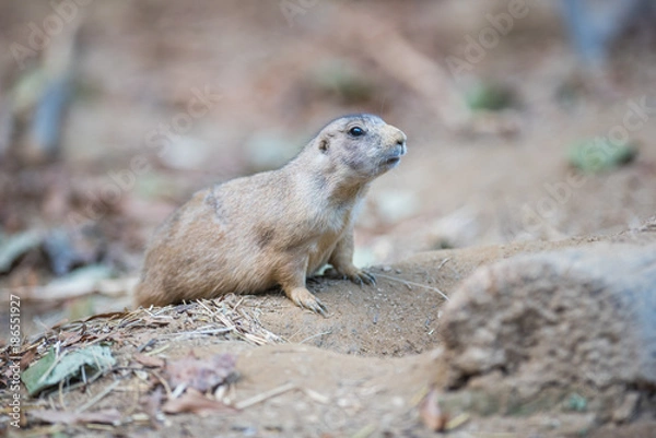 Obraz Prairie Dog Peaking Out