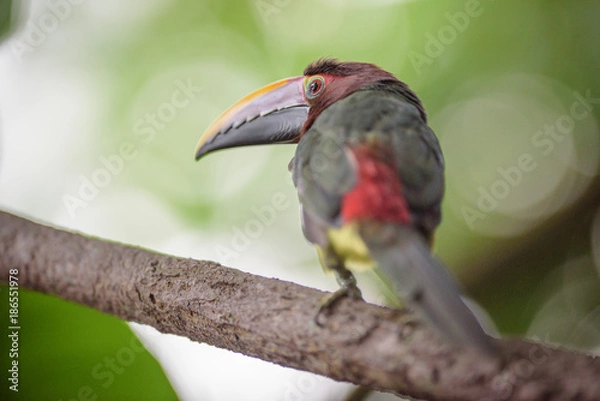 Obraz Exotic Bird on a Branch