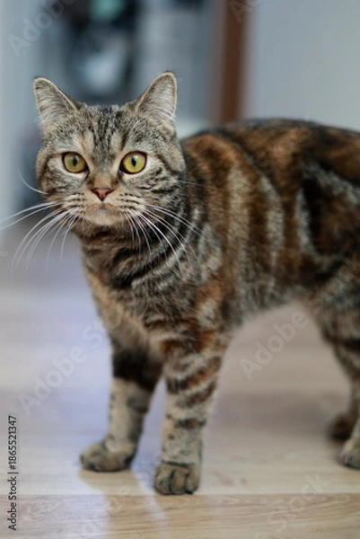 Obraz 室内で立ち止まるキジトラ猫