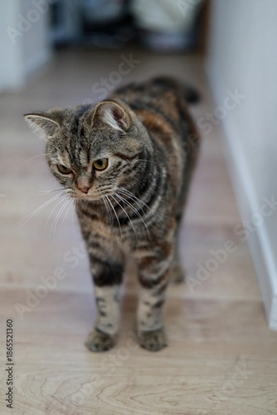 Fototapeta 床の上を歩くキジトラ猫の自然な姿