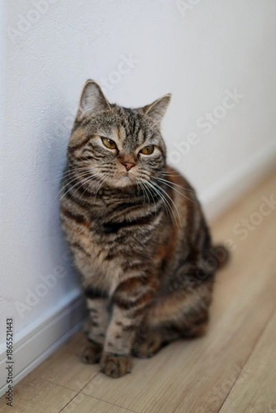 Obraz 床に座ってリラックスするキジトラ猫