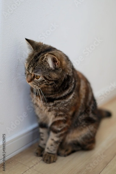 Obraz 壁際に座るキジトラ猫