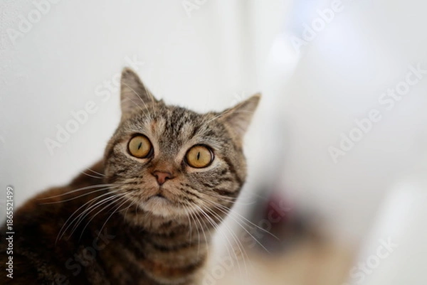 Obraz 正面を見つめるキジトラ猫のアップ