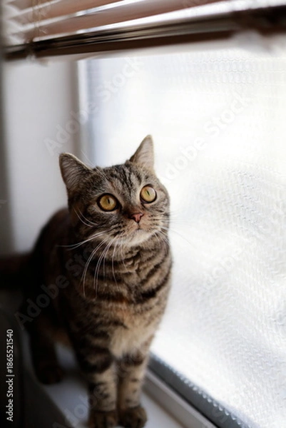 Obraz 窓辺に座るキジトラ猫