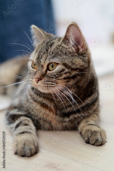 Obraz 室内で座るキジトラ猫の横顔