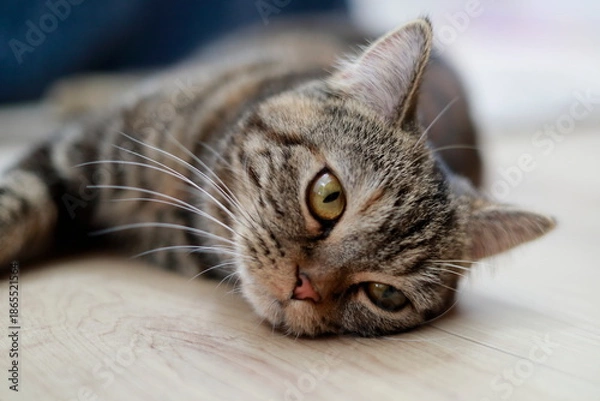 Obraz 横になってくつろぐキジトラ猫のアップ