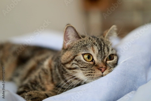 Obraz 室内でリラックスするキジトラ猫の横顔