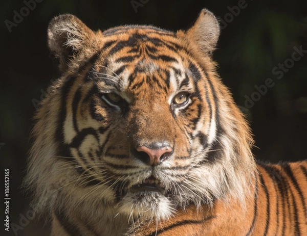 Obraz Tiger Portrait