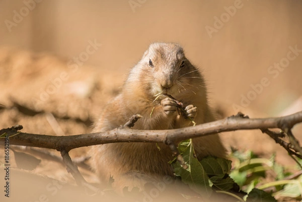 Obraz Prairie Dog Eating