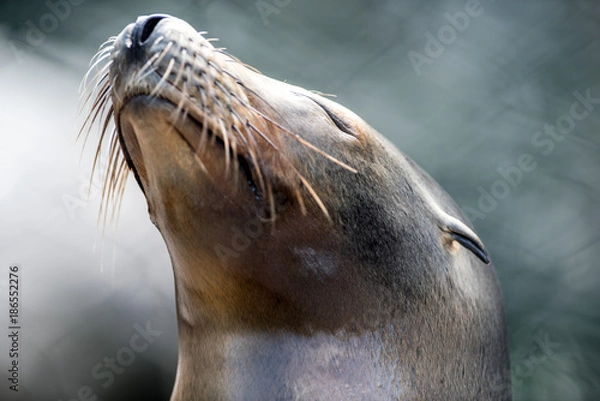 Obraz Smug Sea Lion