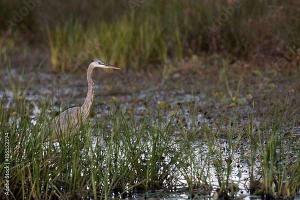 Obraz Crane in the Water