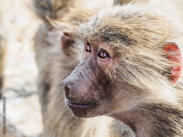 Obraz Baboons in Saudi Arabia