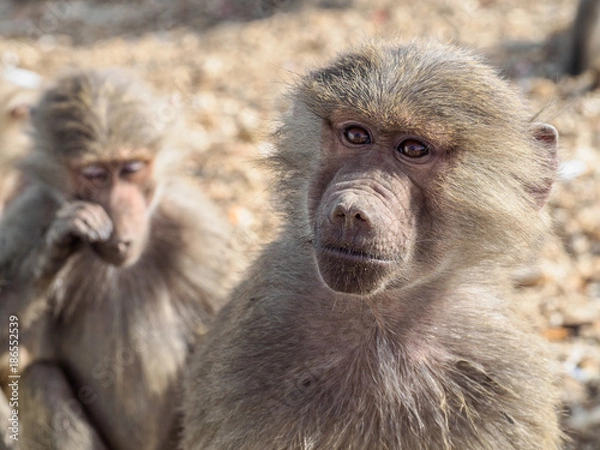 Obraz Baboons in Saudi Arabia 