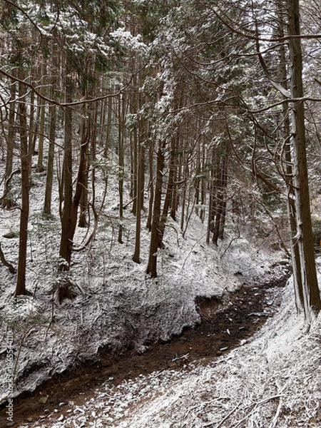 Fototapeta 雪のある森林