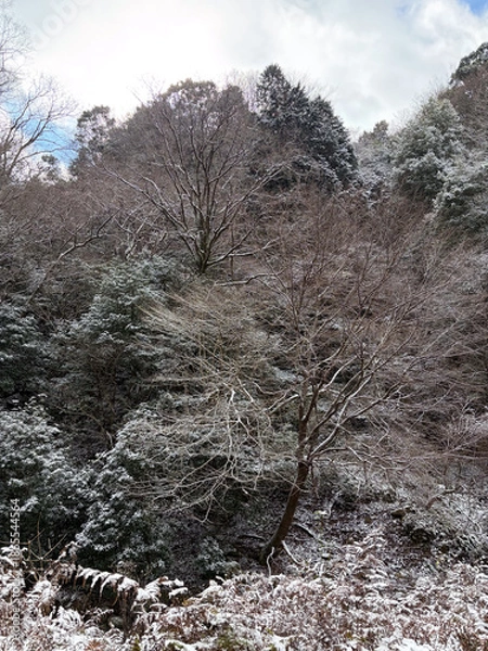 Fototapeta 雪の被った雑木林